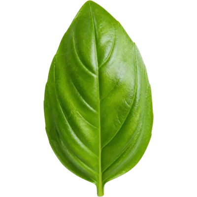Fresh basil