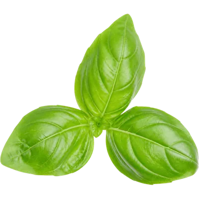 Herbs